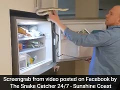 Watch: Man Pulls Out Scary Python Hiding In Tiny Space Above Fridge