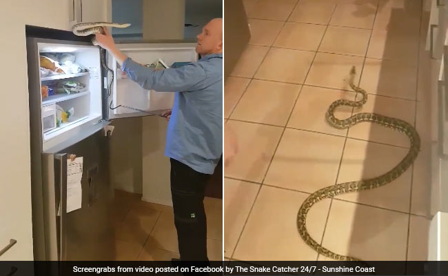 Watch: Man Pulls Out Scary Python Hiding In Tiny Space Above Fridge