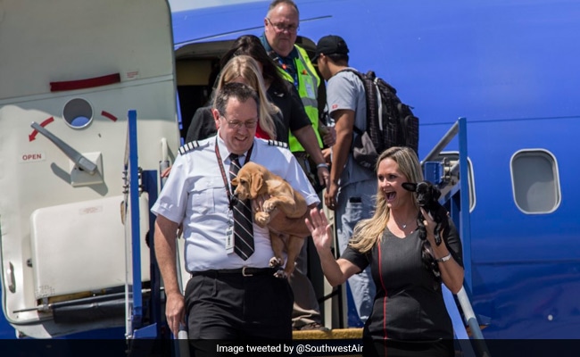Airline Flies Animals Displaced By Hurricane Harvey To Their New Homes