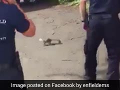 How Many Men Does It Take To Catch A Squirrel? This Hilarious Video Tells You