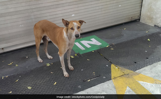 Mumbai Civic Body Plans To Vaccinate 15,000 Stray Dogs During 10-Day Drive