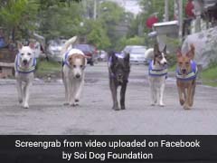 Watch: How Stray Dogs Are Turning Into Crime-Fighting Watchdogs