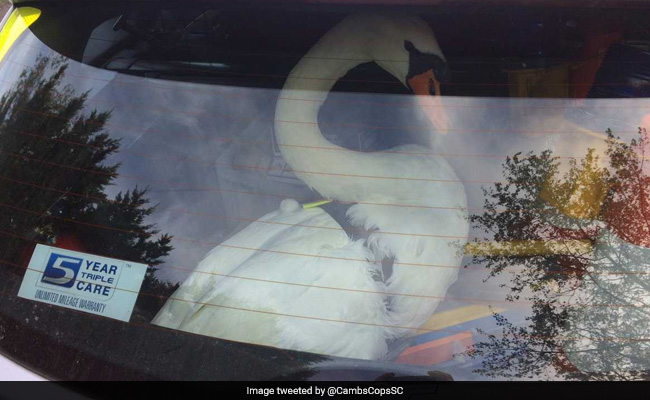 Lawless Swan Arrested For Road Rage, Causing Havoc On Highway