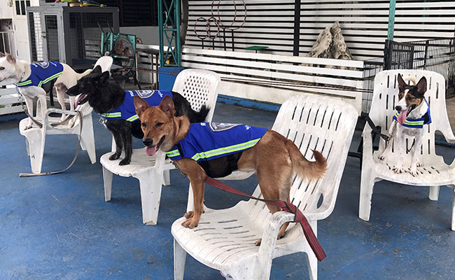 'Smart Vest' Turns Thailand's Stray Dogs Into Street Guardians