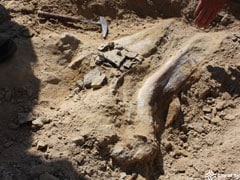 A 66-Million-Year-Old Skull Could Unlock Secrets About Triceratops