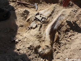 A 66-Million-Year-Old Skull Could Unlock Secrets About Triceratops A 66-Million-Year-Old Skull Could Unlock Secrets About Triceratops