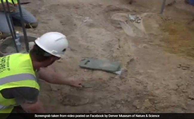 More dino bones found at Thornton construction site