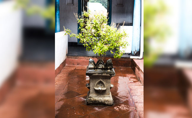 Health Benefits Of Growing Tulsi (Basil) In Your House