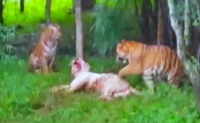 In Brawl Between 4 Big Cats In Bengaluru, A 9-Year-Old White Tiger Dies In Brawl Between 4 Big Cats In Bengaluru, A 9-Year-Old White Tiger Dies