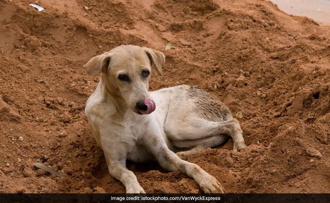 World Rabies Day: Know The Top Causes, Symptoms And Tips For Prevention Of Rabies