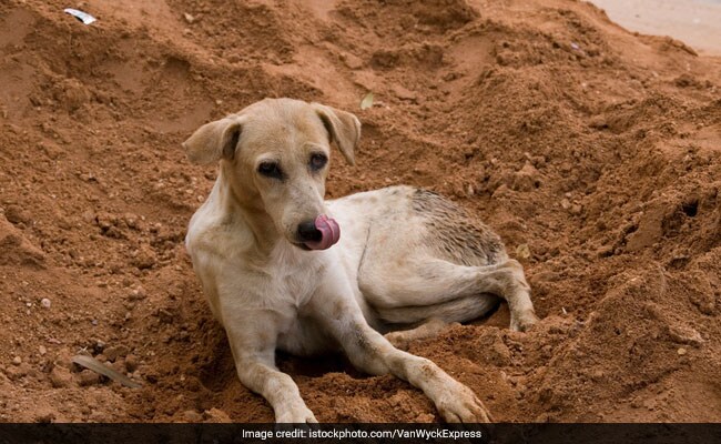 World Rabies Day: Know The Top Causes, Symptoms And Tips For Prevention ...