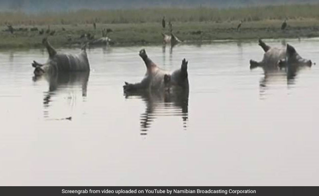 Anthrax May Have Killed 100 Hippos, Seen Lying Flat On Their Backs