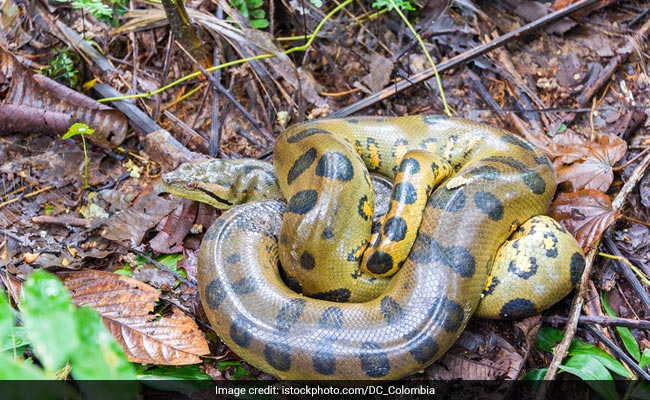 Cop Catches Huge Anaconda With Bare Hands. Video Is Scary And Impressive