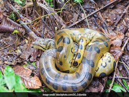 Cop Catches Huge Anaconda With Bare Hands. Video Is Scary And Impressive Cop Catches Huge Anaconda With Bare Hands. Video Is Scary And Impressive