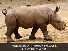 Baby Rhino Gallops Into Public View At Singapore Zoo