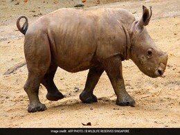 Baby Rhino Gallops Into Public View At Singapore Zoo Baby Rhino Gallops Into Public View At Singapore Zoo