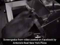 Caught On Camera: Three Bears Break Into Pizza Shop In Midnight Raid