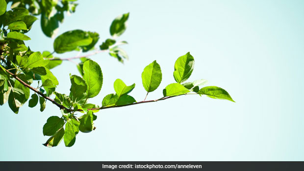 पेड़ से पत्तियां तोड़ने पर मचा बवाल, छात्र का पीट-पीटकर किया बुरा हाल, केस दर्ज