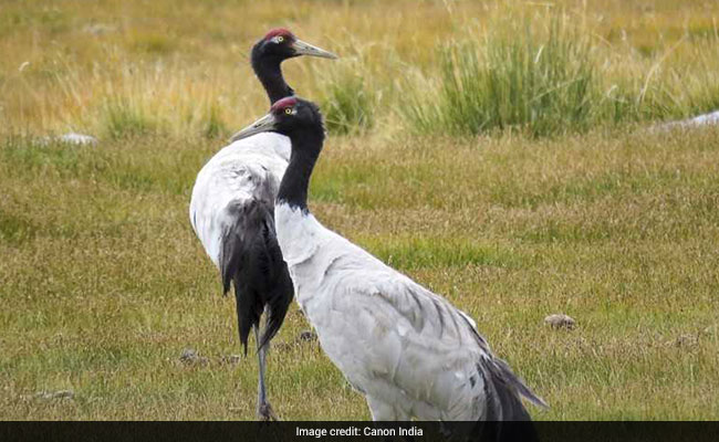black necked cranes