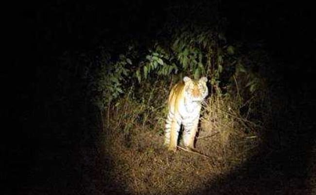 cannibal tigress 650