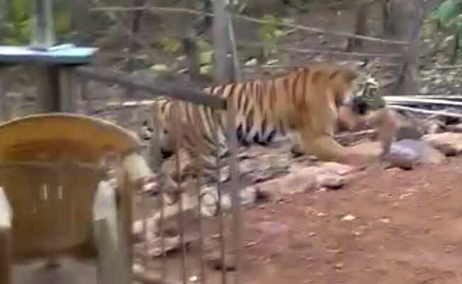 महाराष्‍ट्र : खुलेआम घूम रही है नरभक्षी शेरनी, अब तक 10 हमलों में 2 की हो चुकी है मौत