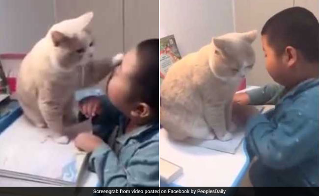 Cat Stops Boy From Studying