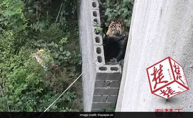 Panic In Chinese Village After Circus Tiger Slips Out Of Cage