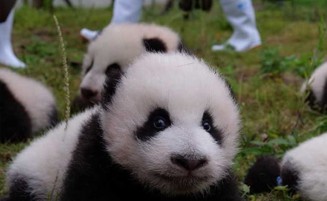 In China 36 Adorable Baby Pandas Make Public Debut Video Is Too Cute To Handle