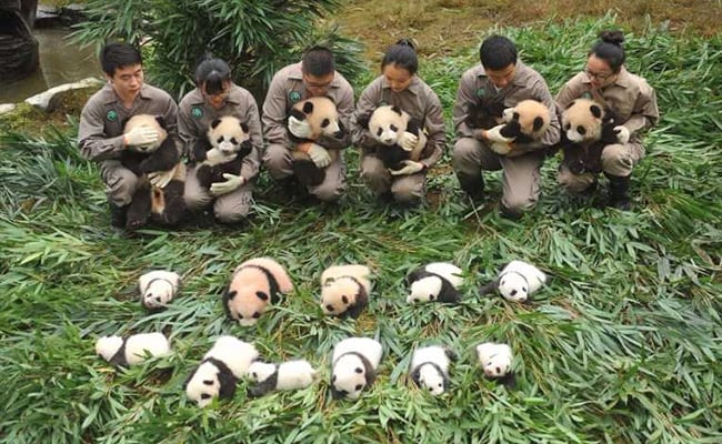 36 Adorable Baby Pandas Make Public Debut. Video Is Too Cute To Handle