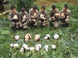 36 Adorable Baby Pandas Make Public Debut. Video Is Too Cute To Handle 36 Adorable Baby Pandas Make Public Debut. Video Is Too Cute To Handle