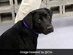 You're Fired, CIA Tells K9 Trainee That Flunks Smell Test