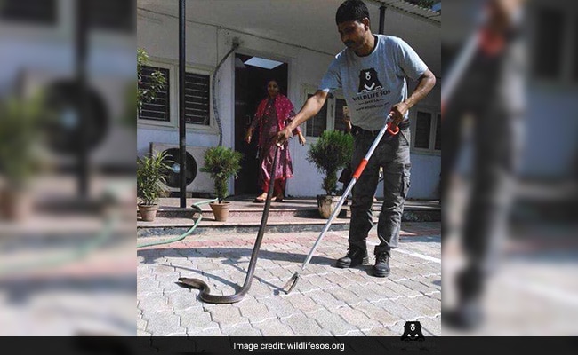 5-Foot-Long Cobra Checks Into Dilli Haat, Rescued