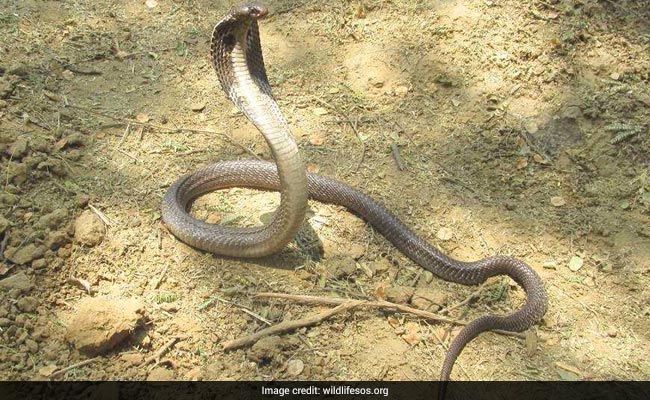 JNU कैंपस में मिला चार फुट का लंबा कोबरा, तस्वीरें देख सिहर उठेंगे आप