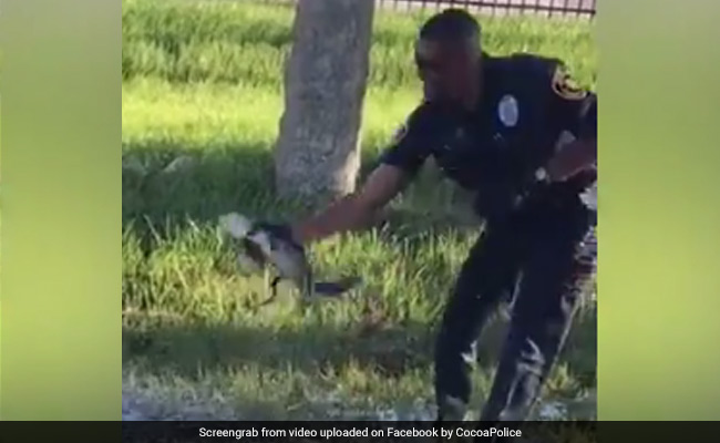 Watch: Cop Pulls Out Baby Gator With Bare Hands