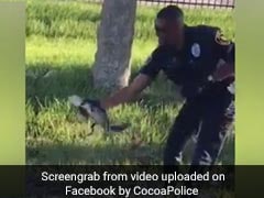 Watch: Cop Pulls Out Baby Gator With Bare Hands