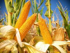US Scientists Discover Way to Create Protein Rich Corn
