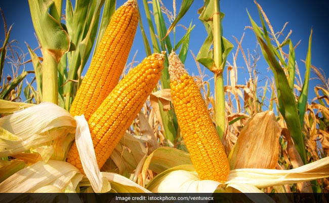 US Scientists Discover Way to Create Protein Rich Corn