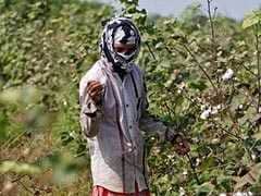 Andhra Investigates Planting Of Monsanto's Unapproved GM Cotton