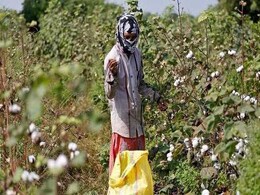 Andhra Investigates Planting Of Monsanto's Unapproved GM Cotton Andhra Investigates Planting Of Monsanto's Unapproved GM Cotton