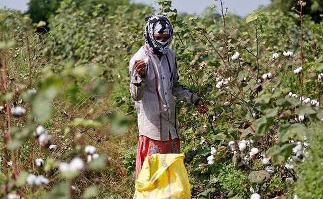 Andhra Investigates Planting Of Monsanto's Unapproved GM Cotton