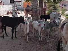 Gau Rakshaks Strike In Alwar Again. Farmer Says Robbed of 51 Cows