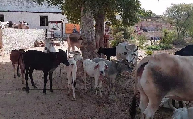 राजस्थान के अलवर में एक किसान का आरोप, पुलिस ने छीन लीं उसकी 51 दुधारू गायें