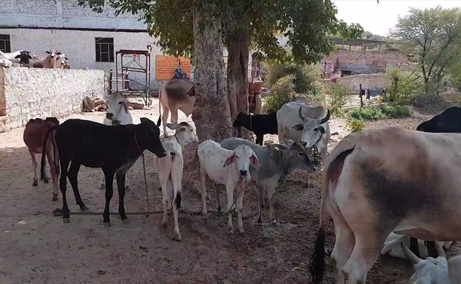 Gau Rakshaks Strike In Alwar Again. Farmer Says Robbed of 51 Cows