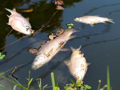 Thousands Of Fish In Jhelum Wash Ashore, River Water Sample Sent For Testing