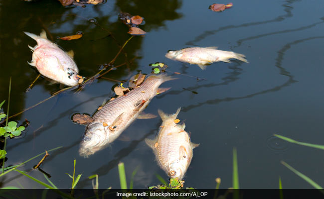 Thousands Of Fish In Jhelum Wash Ashore, River Water Sample Sent For Testing