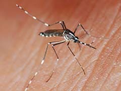 Dengue: Best Foods to Recover From Dengue Fever