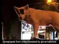 Dog Stands On Top Of Moving Auto Like A Boss. RJ Malishka Tweets Video