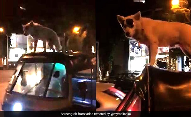 Dog Stands On Top Of Moving Auto Like A Boss. RJ Malishka Tweets Video