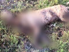 Charred Bodies Of 4 Dogs, 1 Pup Found In Pune; 11 More Poisoned