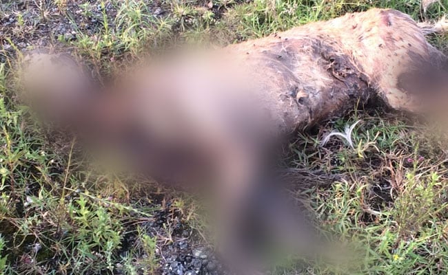 Charred Bodies Of 4 Dogs, 1 Pup Found In Pune; 11 More Poisoned